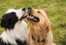 Border Collie and Golden Retriever standing close looking at each other.