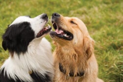 Border Collie and Golden Retriever standing close looking at each other.