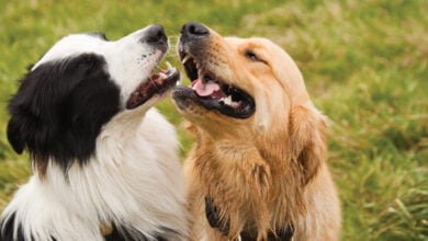 Border Collie and Golden Retriever standing close looking at each other.