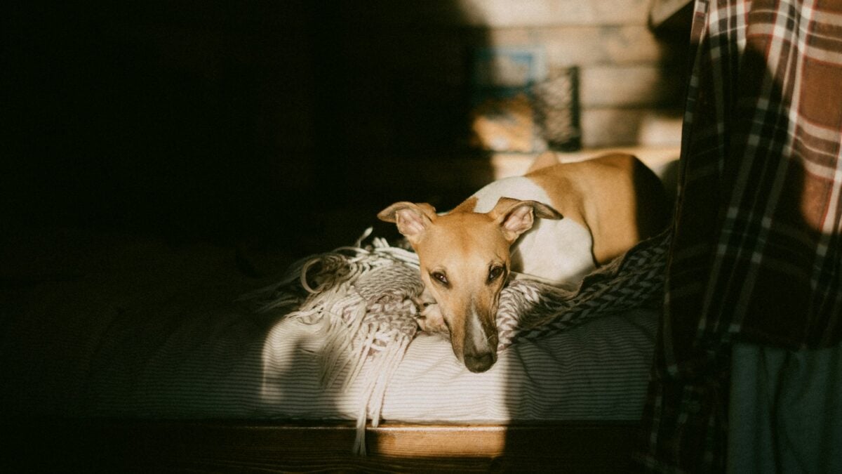 Whippet lying on blanket.