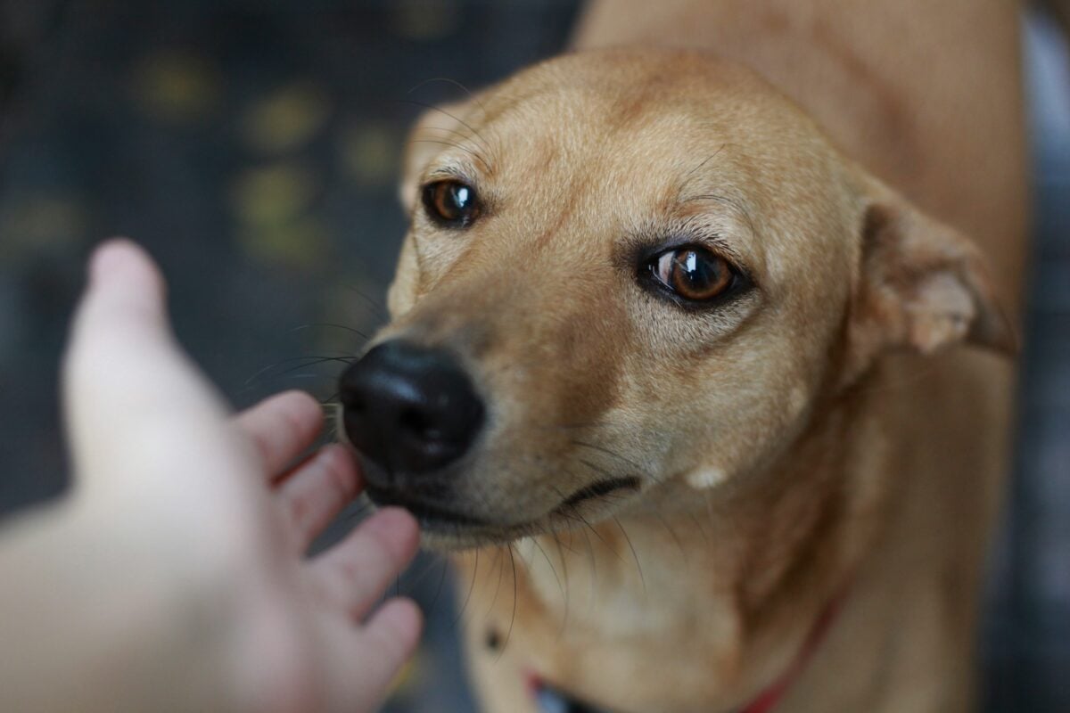 Person putting hand out for dog to sniff.