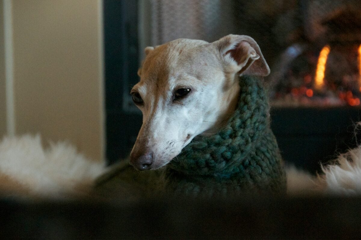 Elderly Italian Greyhound in cozy knitted sweater.