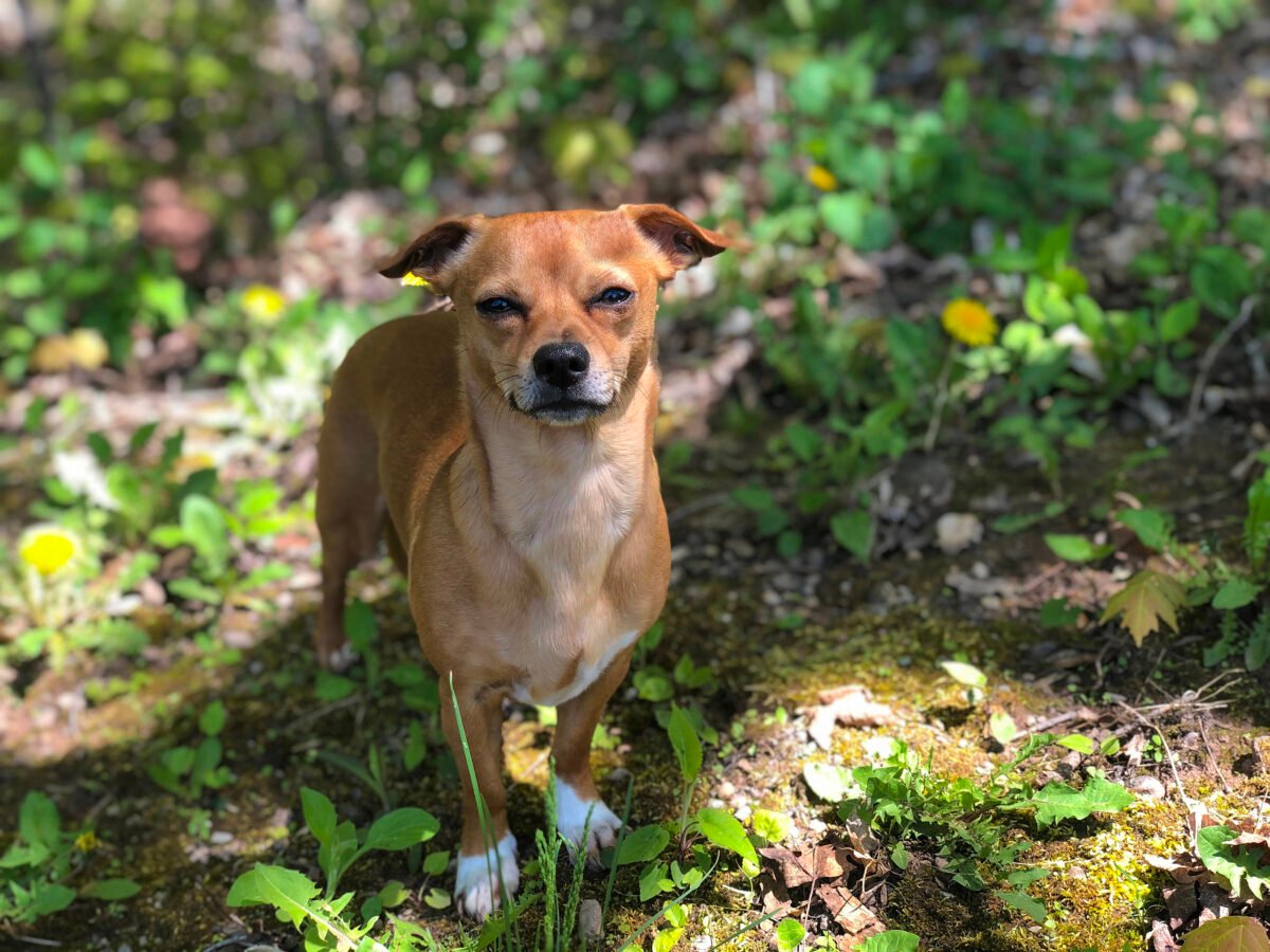 Chiweenie, a Chihuahua and Dachshund mix, dog outdoors amongst the grass and dandelions during spring.