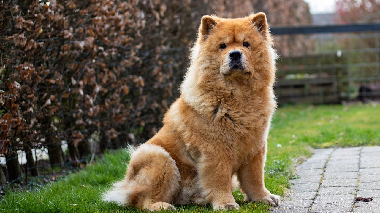 Serious Chow Chow sitting upright, looking directly at camera.