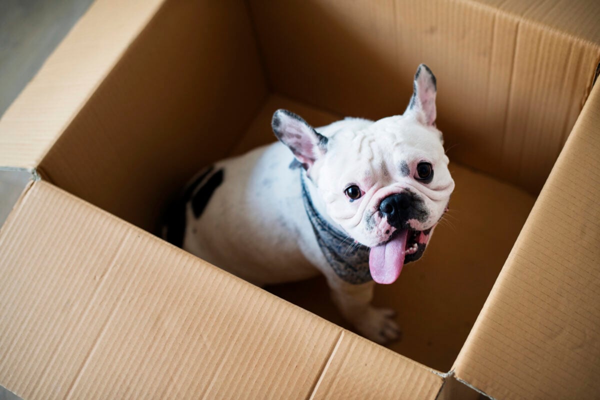 Closeup of French bulldog in a box.
