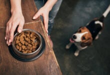 Cropped view of young woman with pet food in bowl near adorable beagle dog