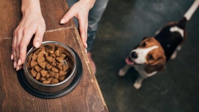 Cropped view of young woman with pet food in bowl near adorable beagle dog
