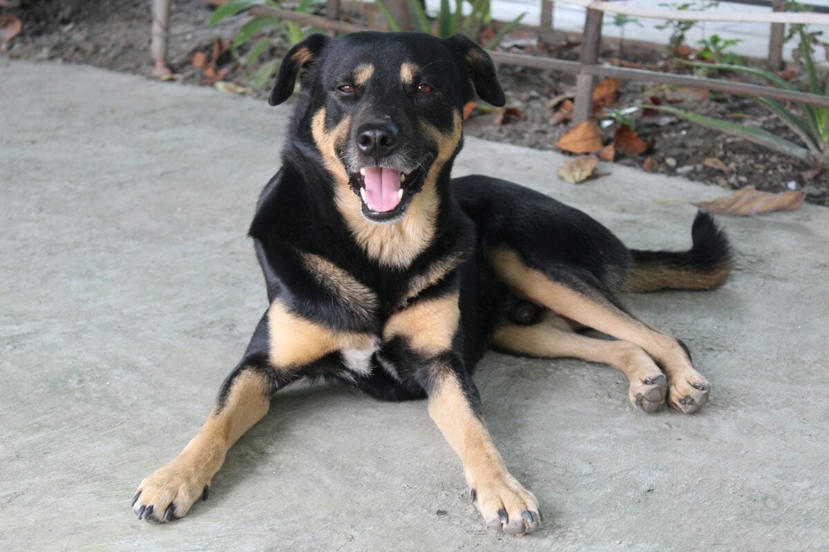 Rottweiler mixed breed.
