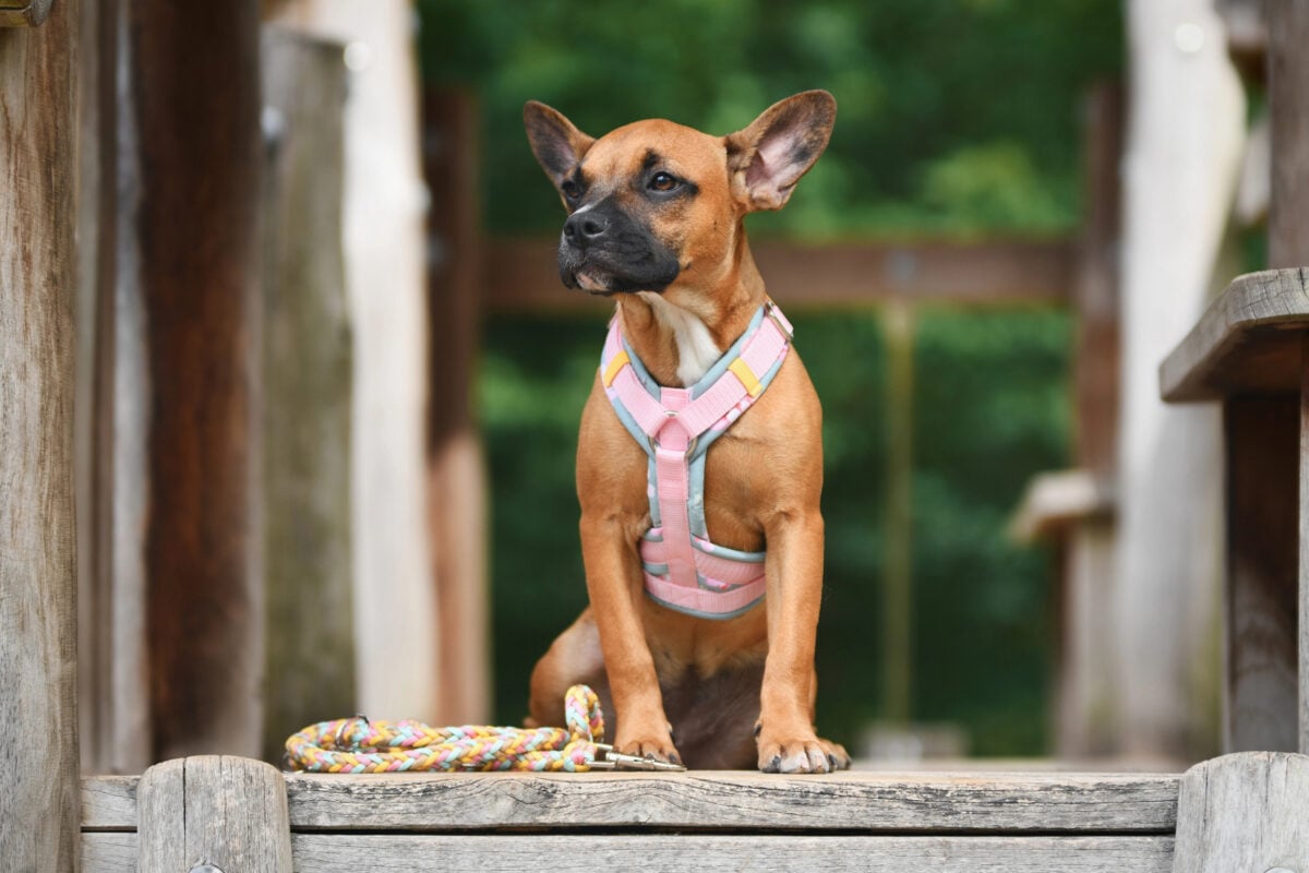 Cute French Bulldog mix dog sitting on wooden plank with pink harness