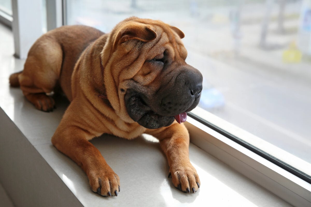 Shar Pei dog lying on window sill.