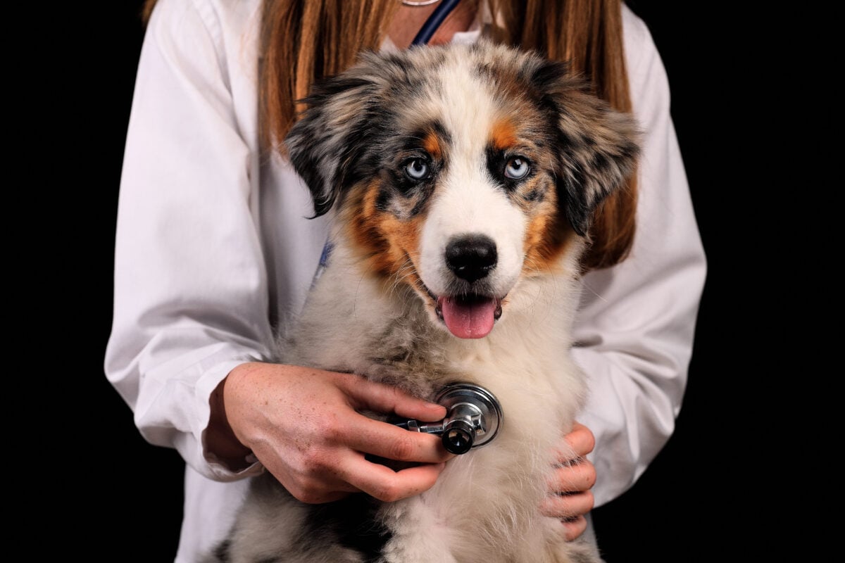 Cute funny puppy Australian Shepherd shows tongue