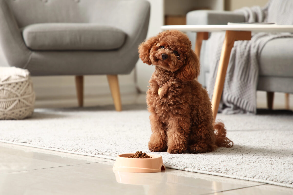 Cute Toy Poodle dog with bowl of food sitting in living room.