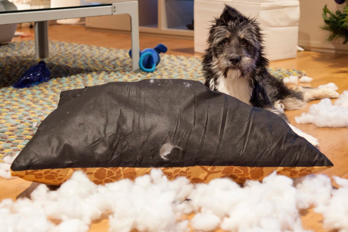 Cutie dog after ripping up a cushion