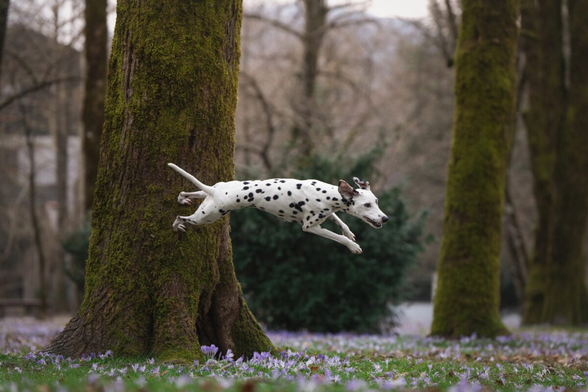 Dalmatian dog jumping off tree in forest.