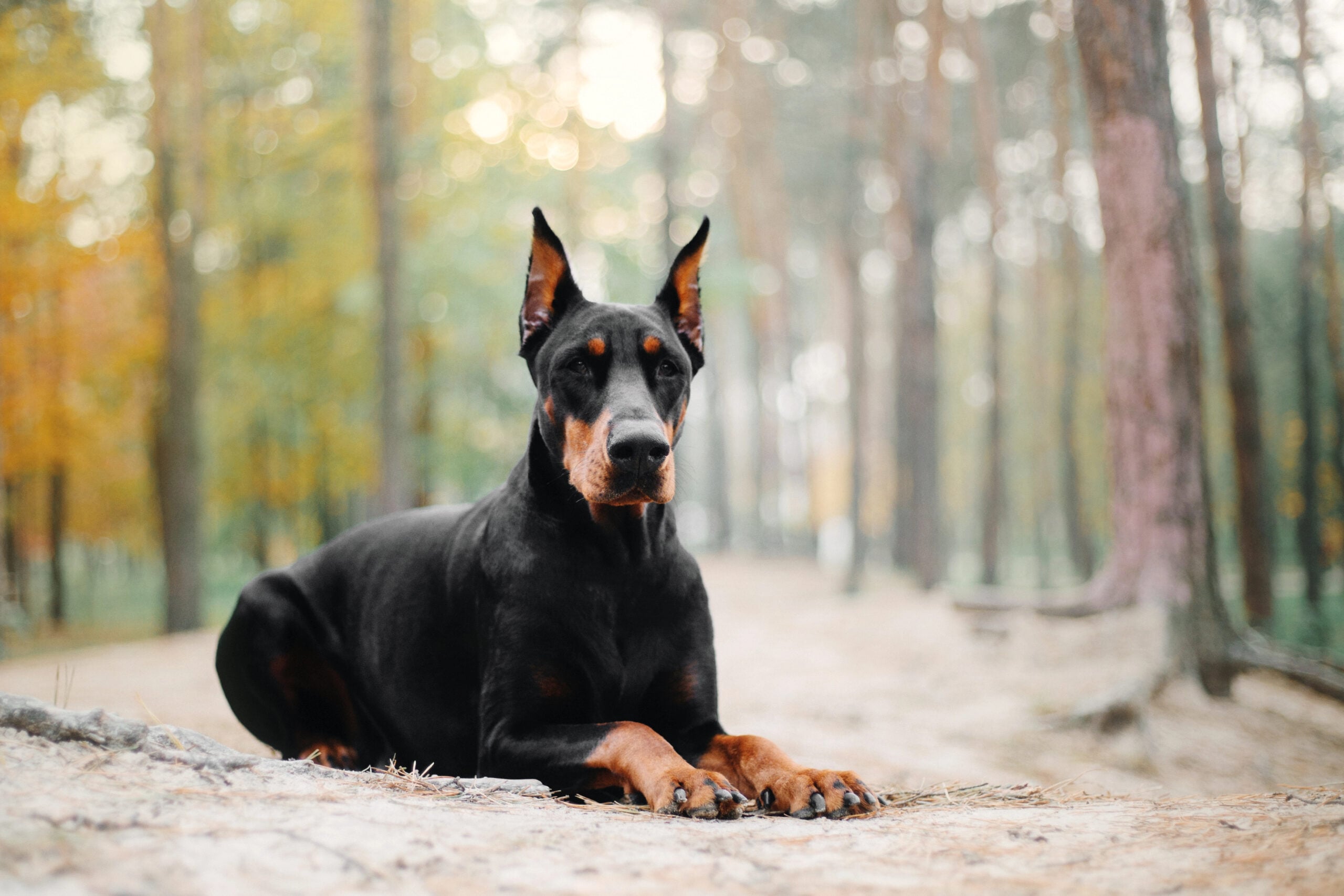 Doberman Pinscher dog in autumn.