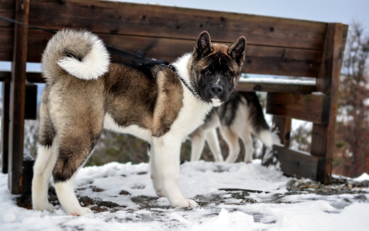 American Akita standing in snow looking directly at camera.