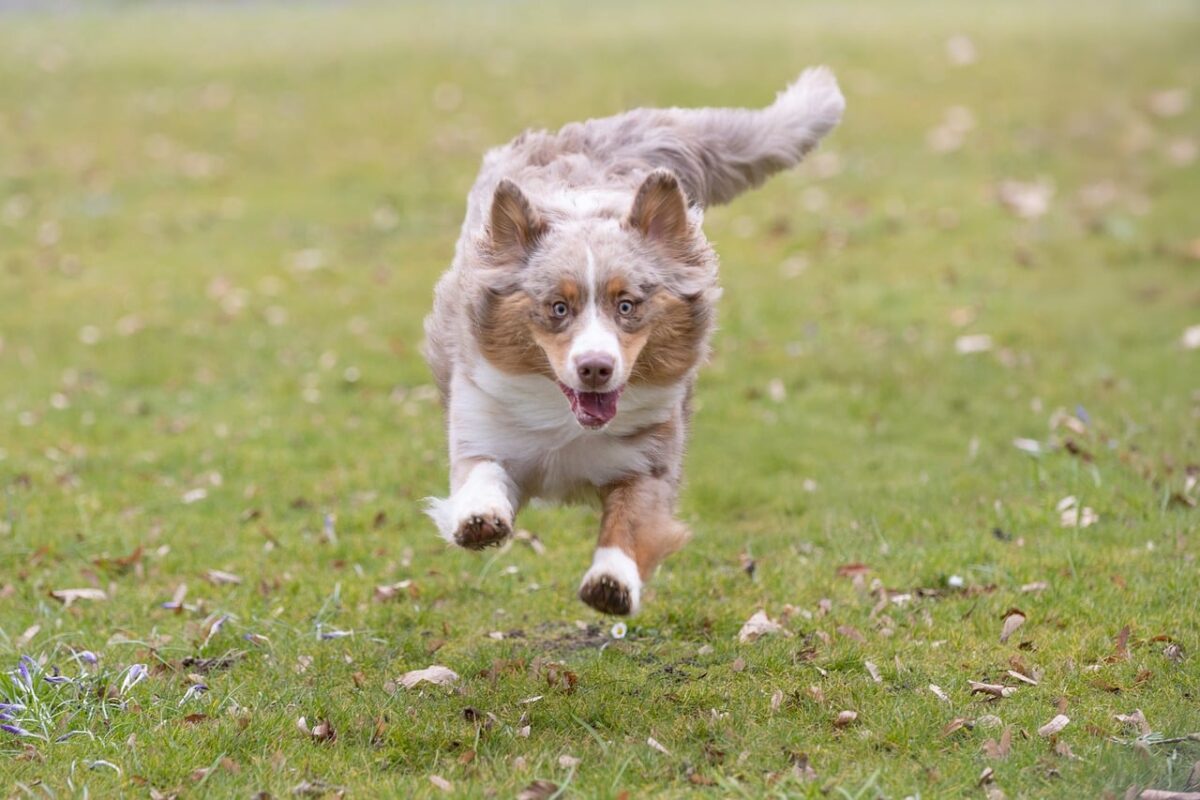 Australian Shepherd dog running on grass towards camera.