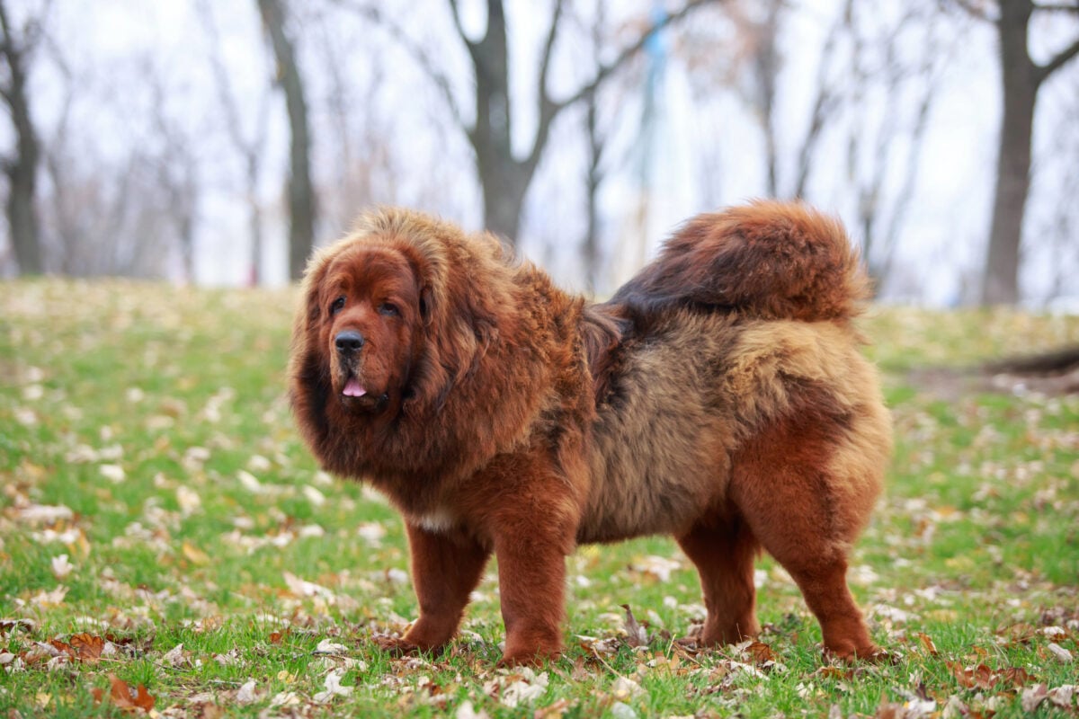 Tibetan Mastiff standing on grass.