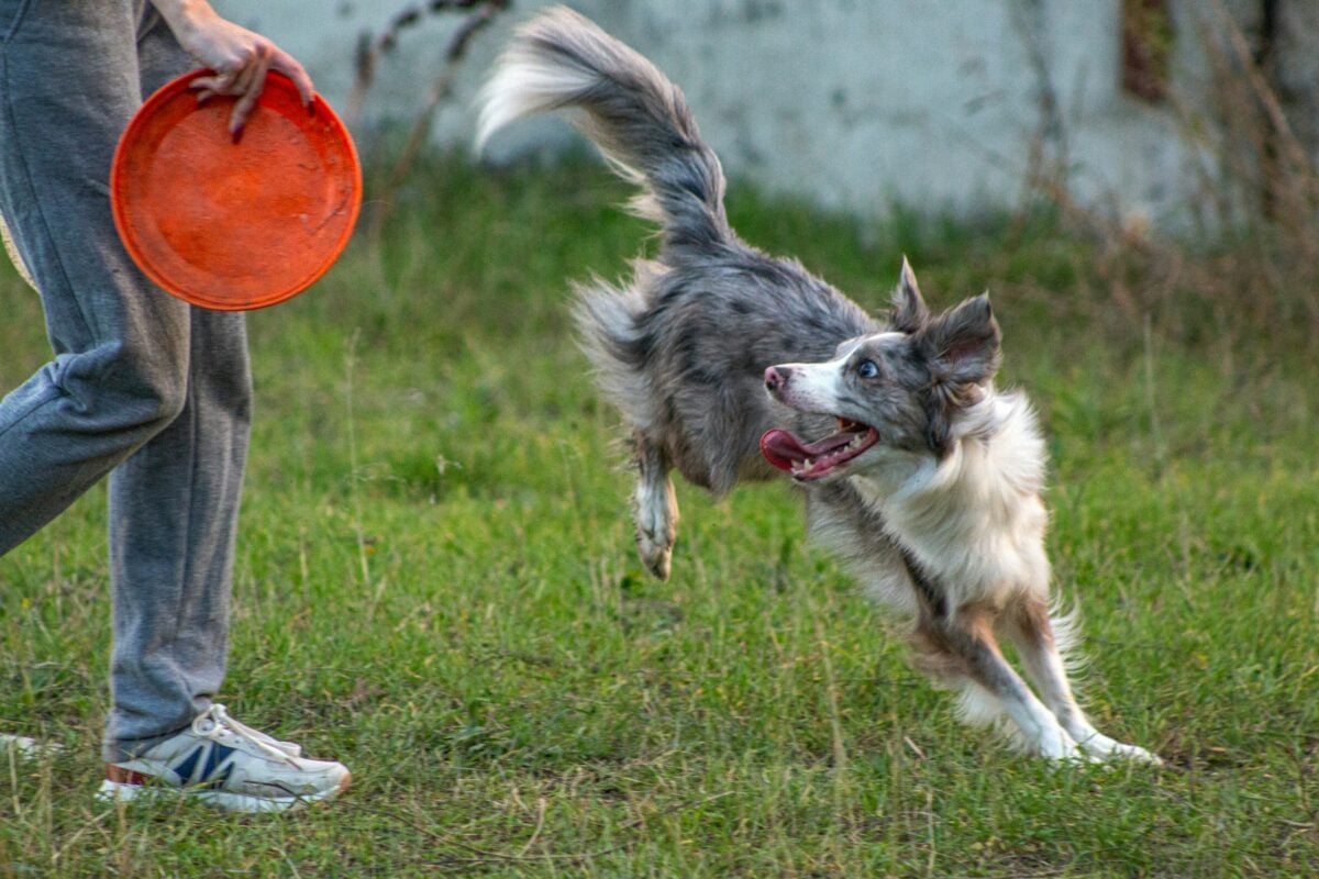 Excited Border Collie waiting for person to throw frisbee.