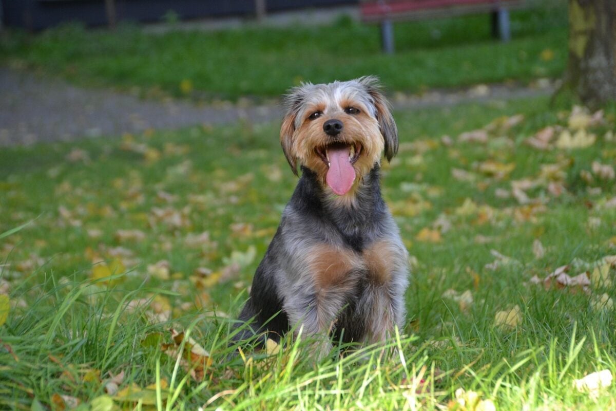 Mixed breed Dachshund Yorkshire Terrier dog sitting outside.