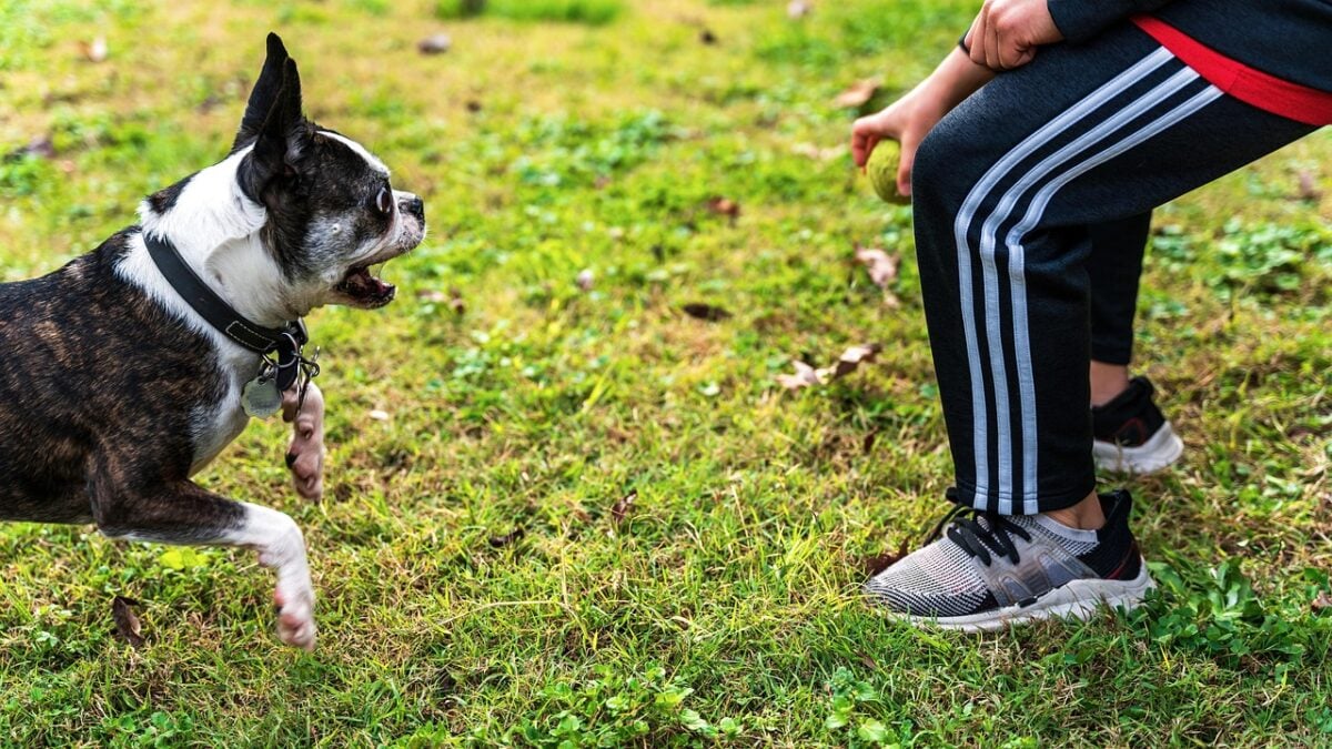 dog, owner, play, pet, playing, fetch, canine, playful, fun, ball, animal, catch, park, playful dog