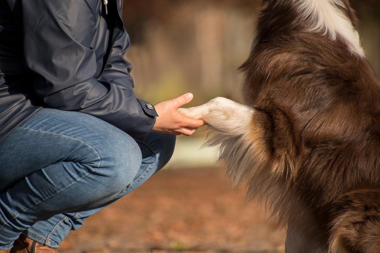 dog, pet, owner, human, friendship, nature, australian shepherd, animal, domestic dog, canine, mammal