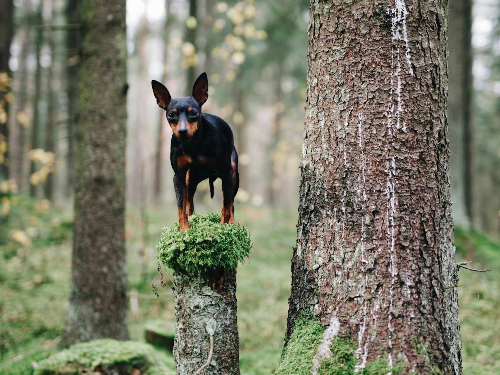 Miniature Pinscher standing atop tree stump.