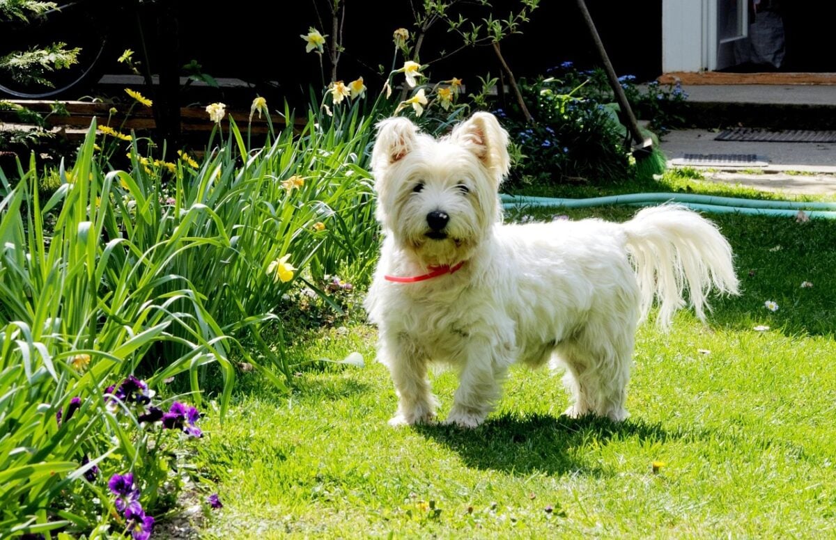 dog, west highland white terrier, pets, westie, animal, pet, west highland terrier