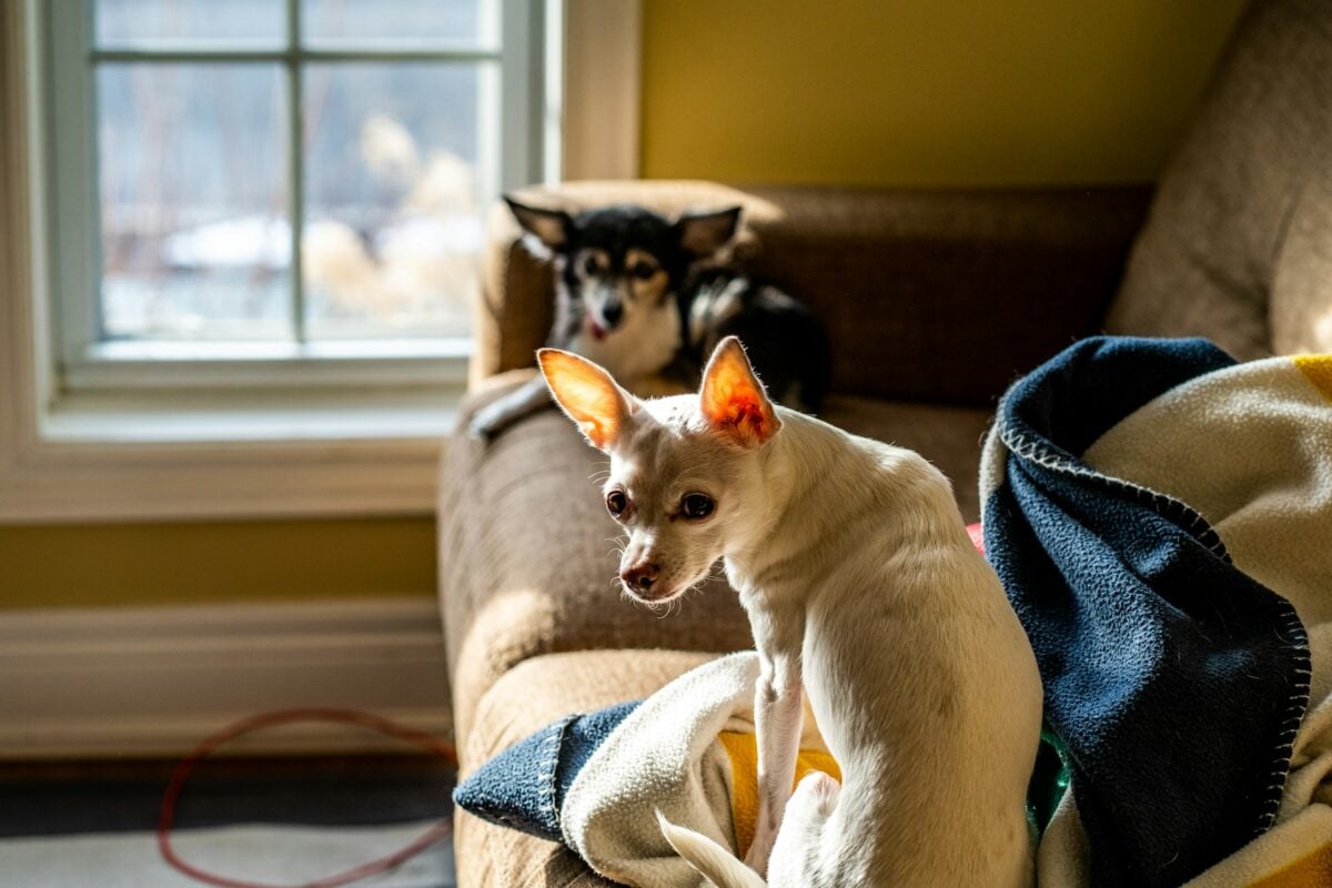 dogs relaxing on the couch