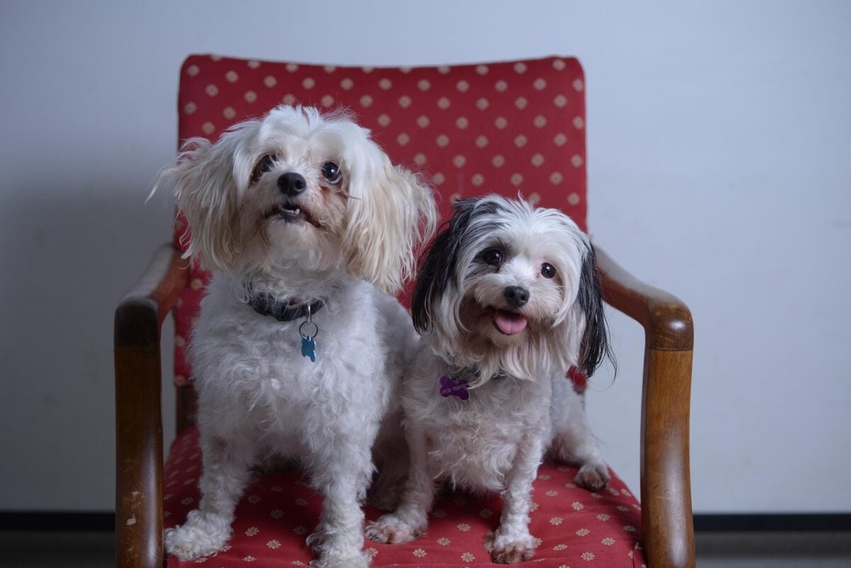 dogs, two, love, cute, animal, together, happy, nature, canine, friends, adorable, sweet, chair