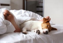 Emotional support animal concept. Sleeping man's feet with jack russell terrier dog in bed. Adult male and his pet lying together on white linens covered with blanket. Close up, copy space, background