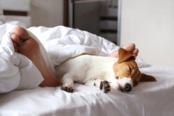 Emotional support animal concept. Sleeping man's feet with jack russell terrier dog in bed. Adult male and his pet lying together on white linens covered with blanket. Close up, copy space, background