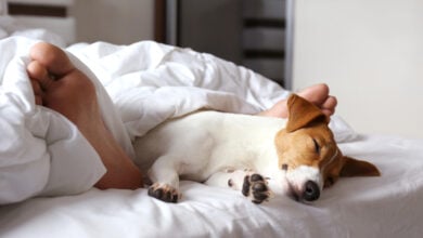 Emotional support animal concept. Sleeping man's feet with jack russell terrier dog in bed. Adult male and his pet lying together on white linens covered with blanket. Close up, copy space, background