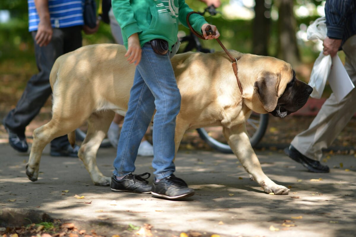 English Mastiff on walk with owner.
