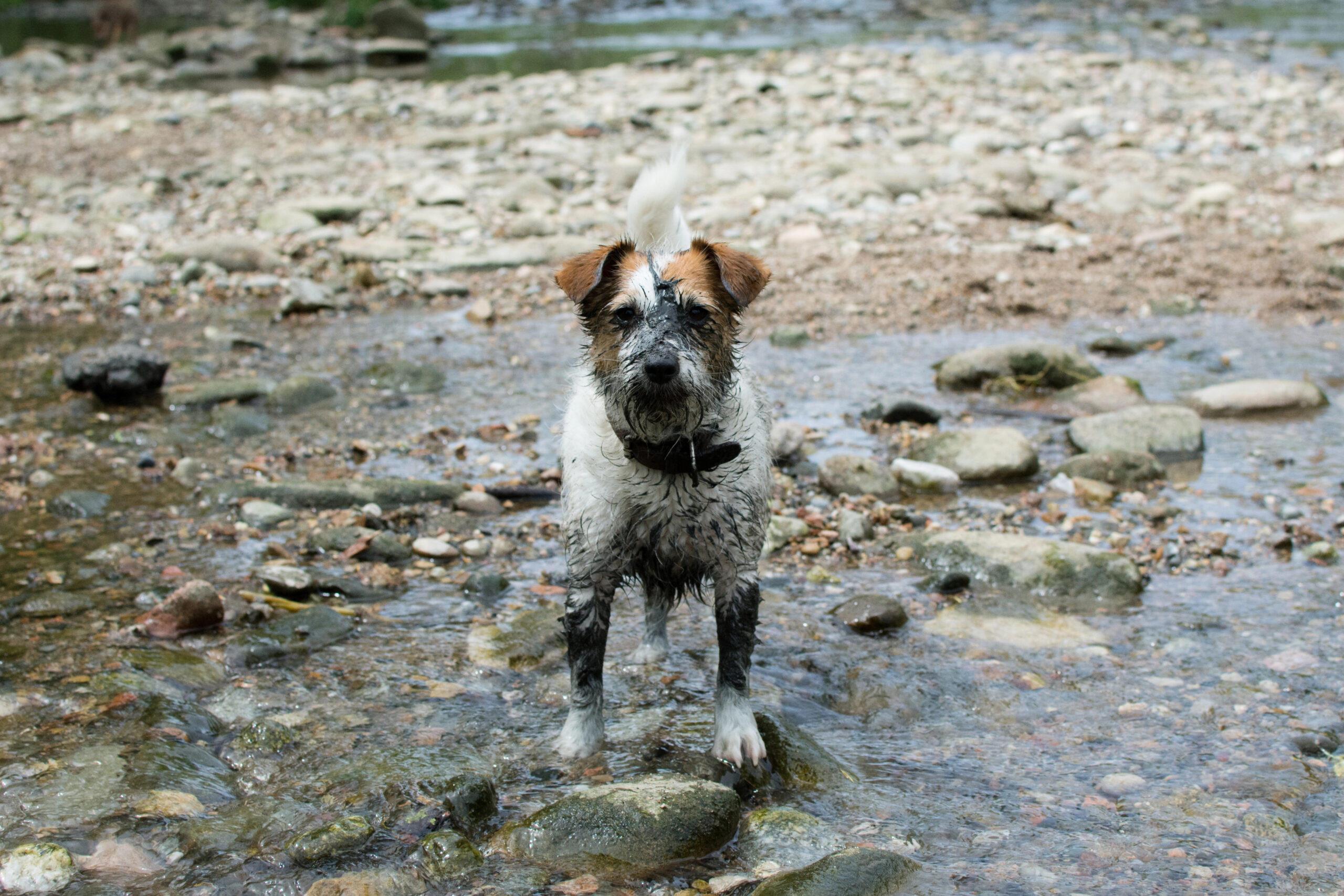 Happy, muddy Jack Russell Terrier standing in stream.