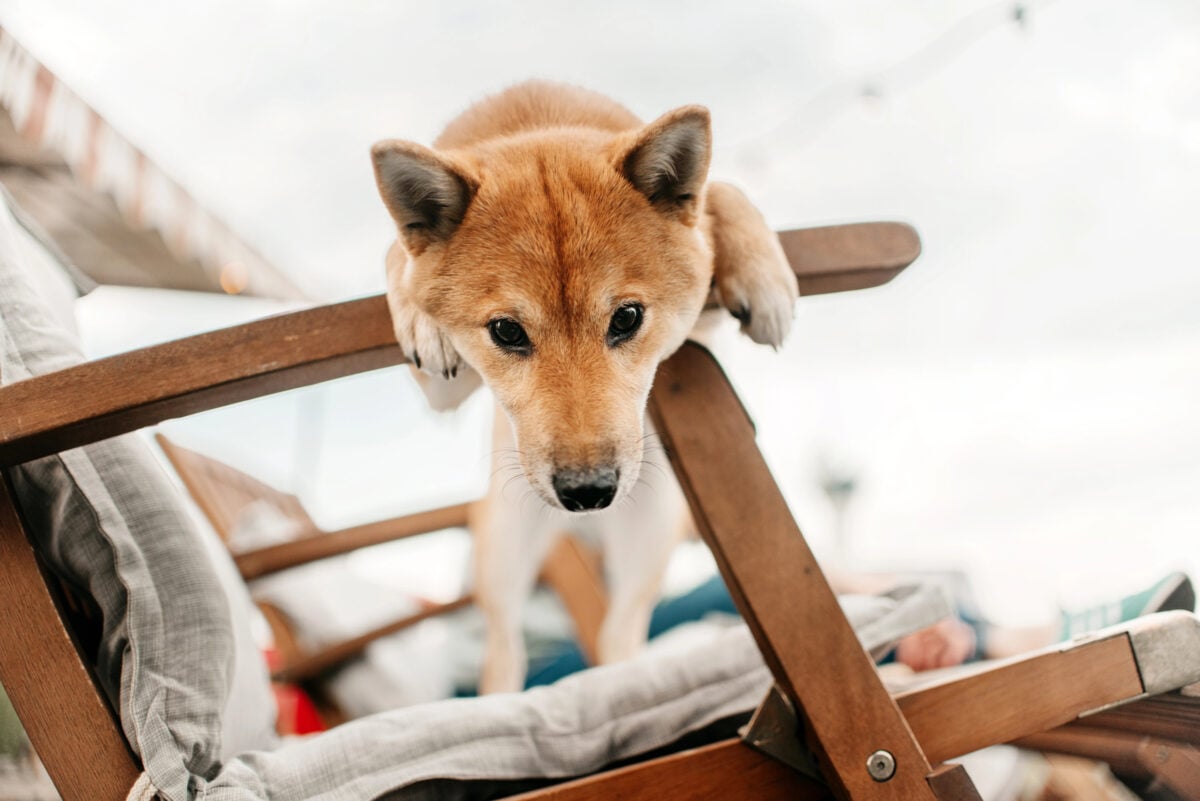 Funny, curious Shiba Inu dog climbing over chair arm.