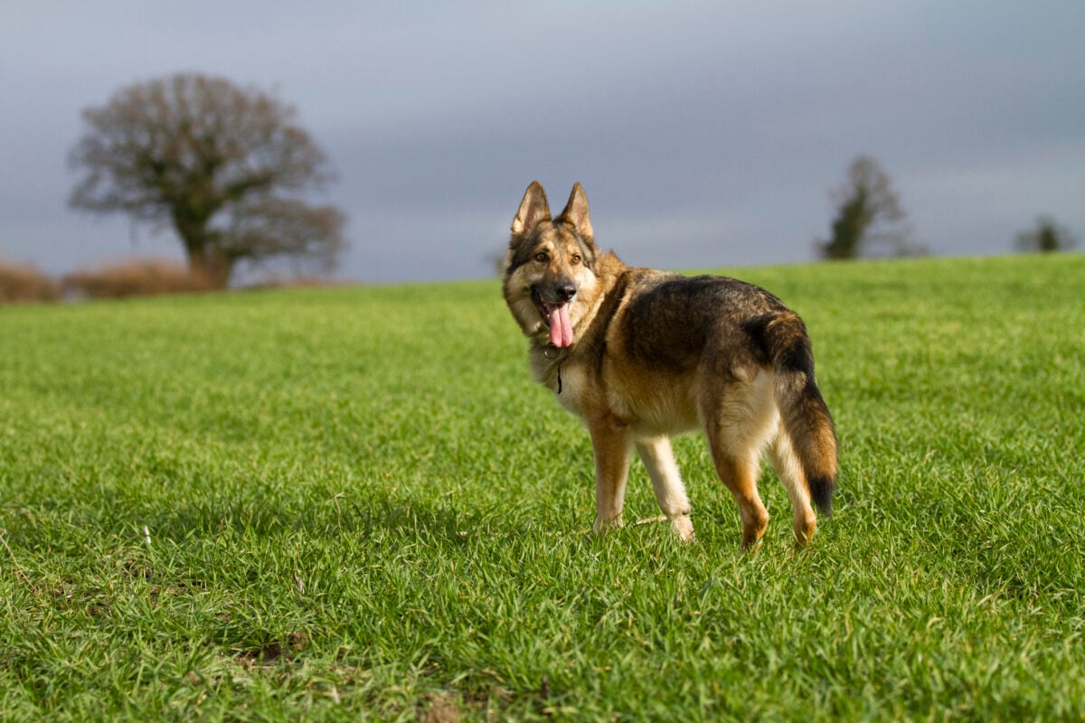 German Shepherd Dog in a grass field against a dark sky.
