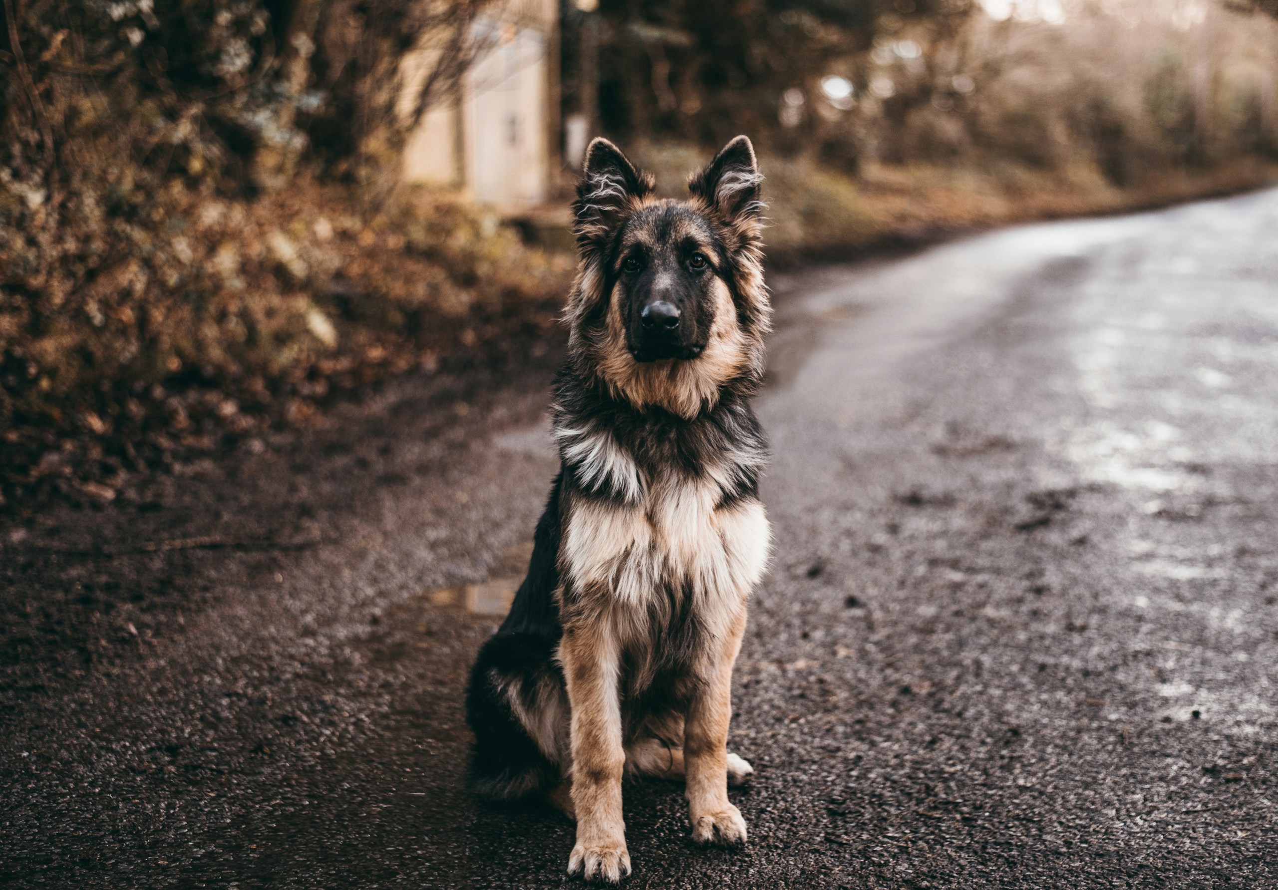 Serious German Shepherd sitting in road.