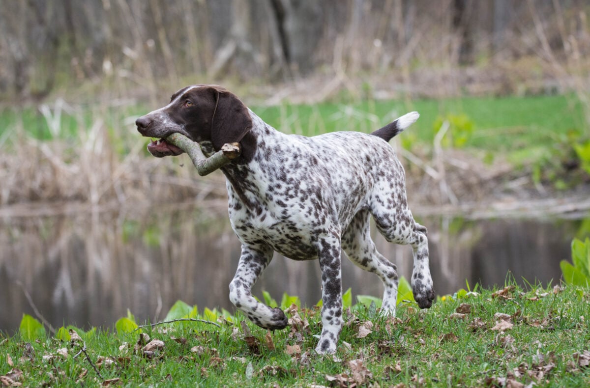 German Shorthaired Pointer running with stick.