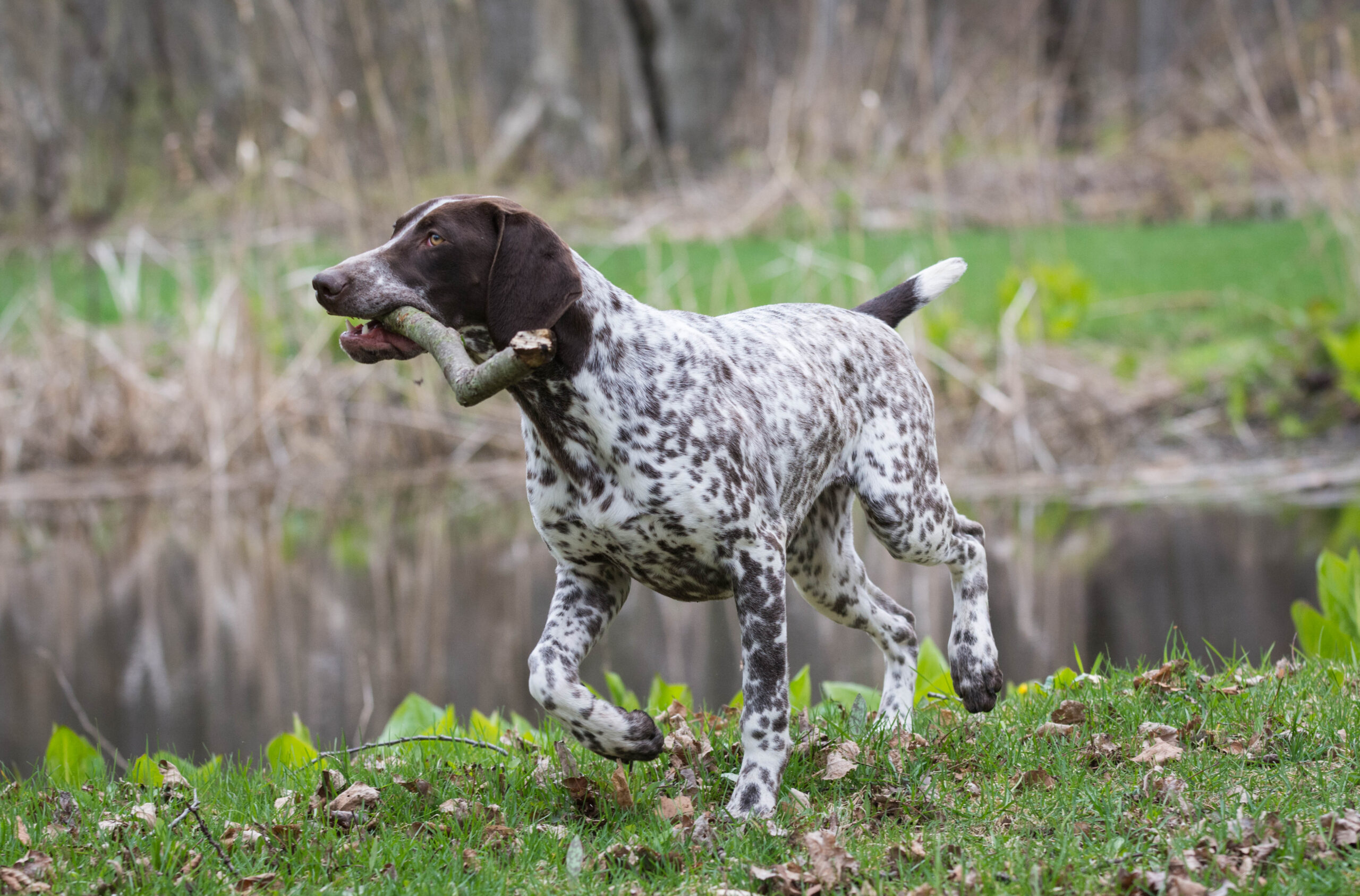 German Shorthaired Pointer running with stick.