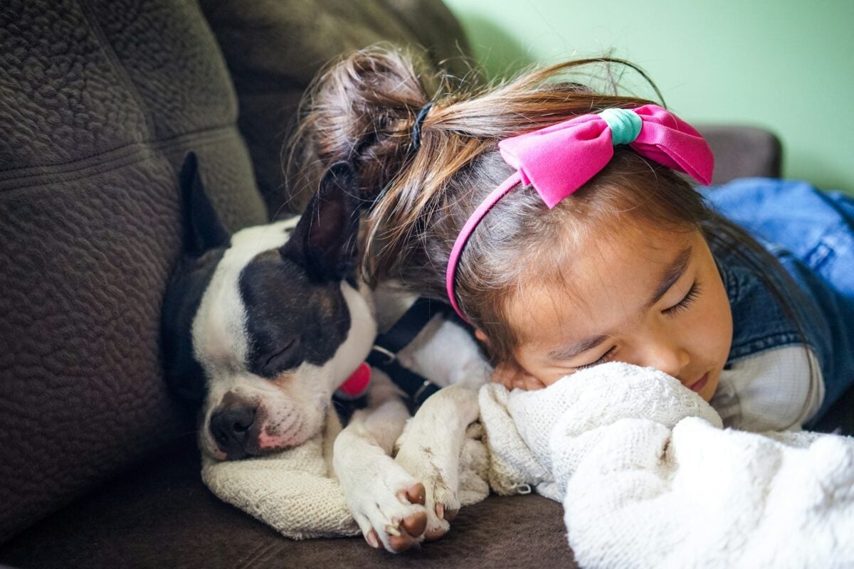 A young girl sleeping snuggled up with a Boston Terrier on a sofa.