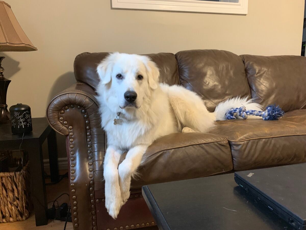 Great Pyrenees Puppy on couch.