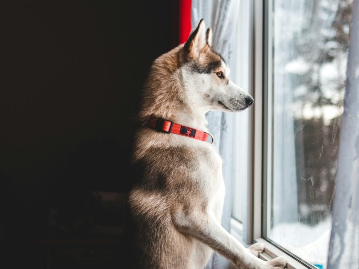husky dog looking out window