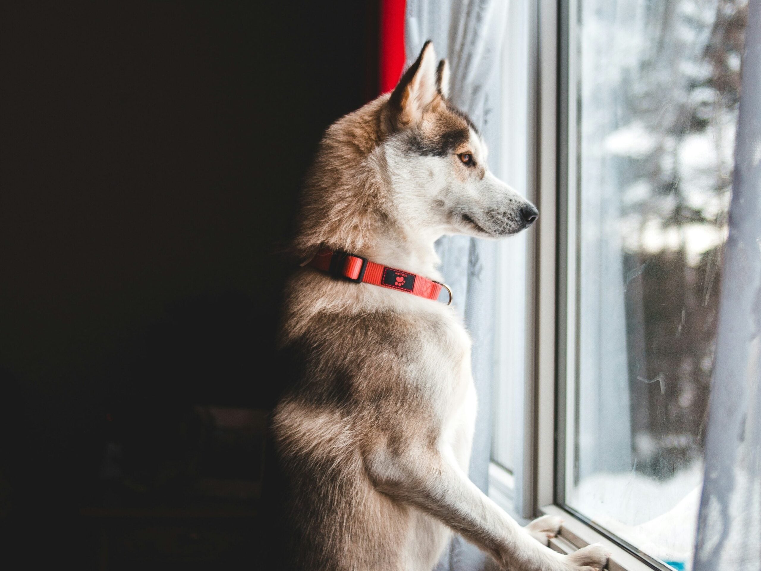 Husky dog looking out window.