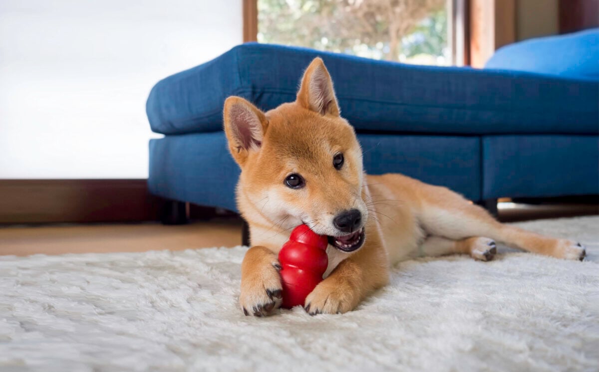Japanese breed Shiba Inu dog playing with red toy lying on a floor in door at home.