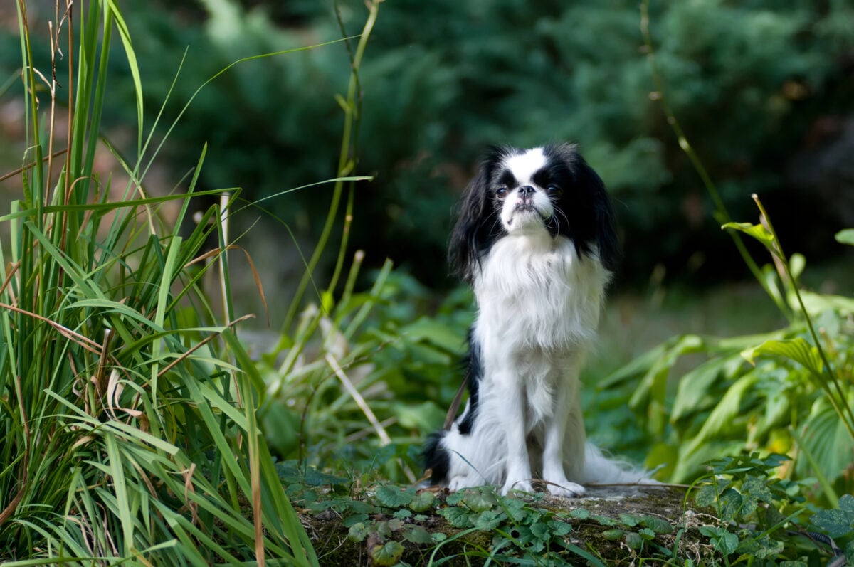 Japanese Chin sitting outside in garden.