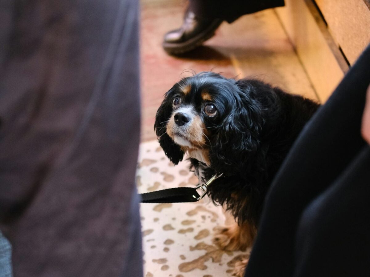 Wide-eyed, nervous Cavalier dog staring up at person.