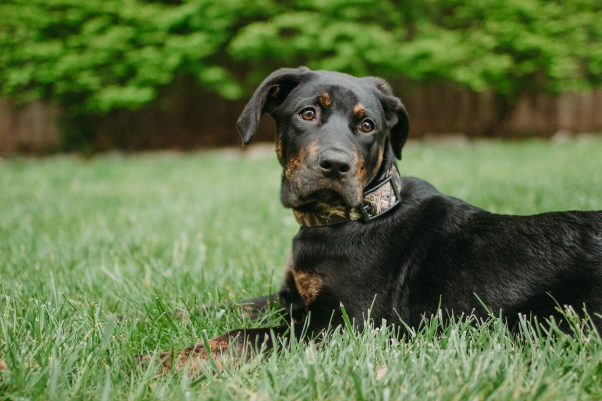 Lab rottweiler mix.