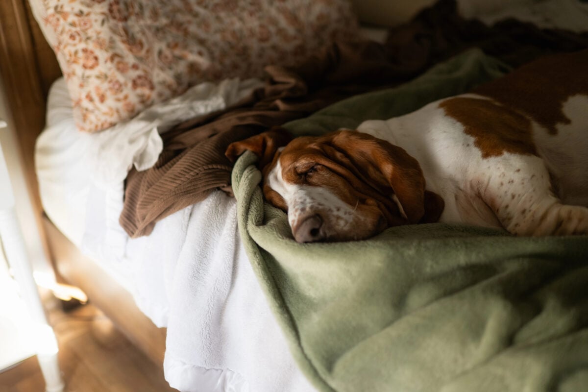 Large Basset Hound dog sleeping on green blanket on bed at home.