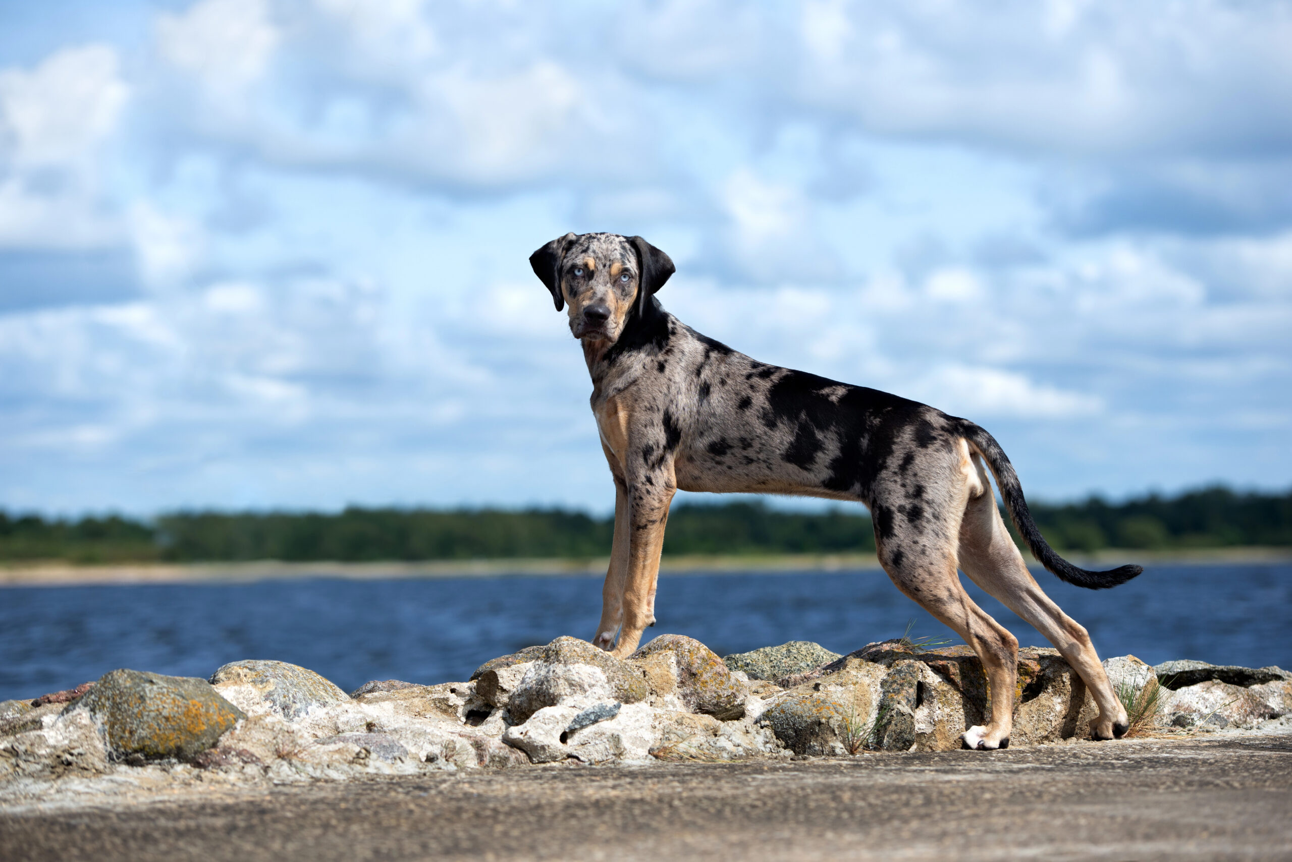 Louisiana Catahoula Leopard Dog breed on a beach.